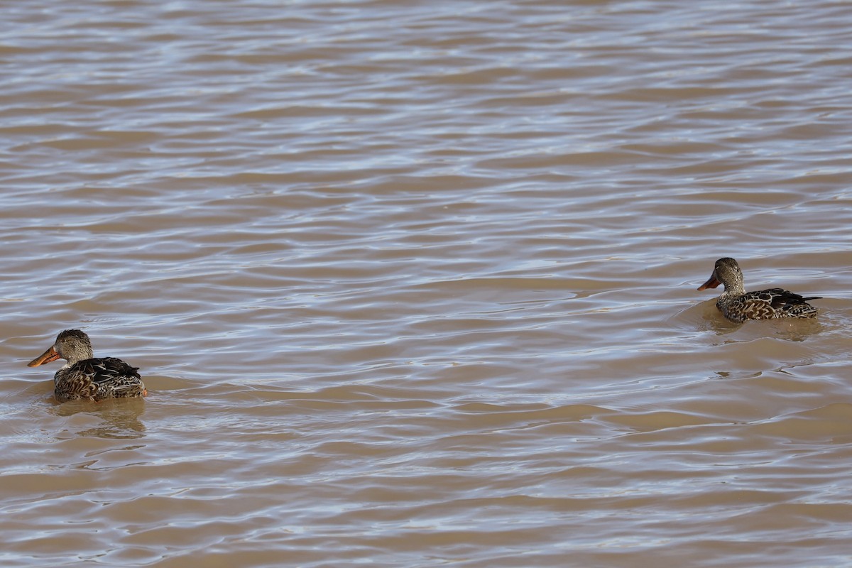 琵嘴鴨 - ML646979998