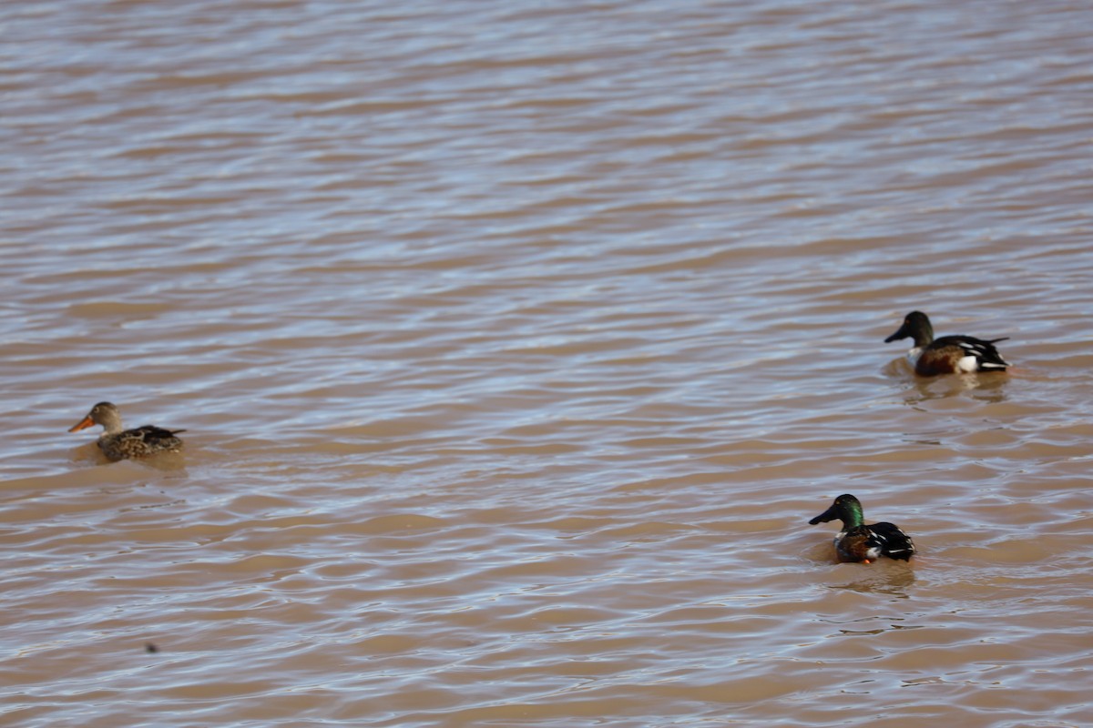 琵嘴鴨 - ML646980004