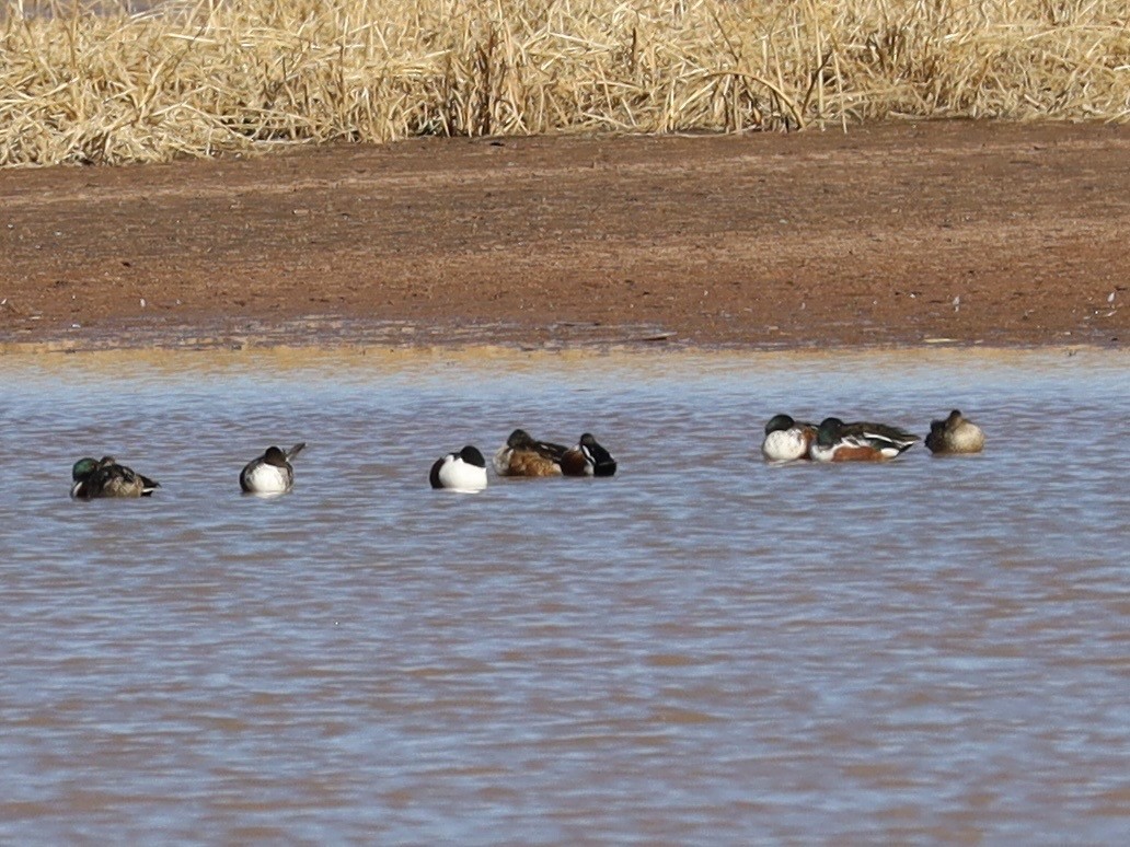 琵嘴鴨 - ML646980007