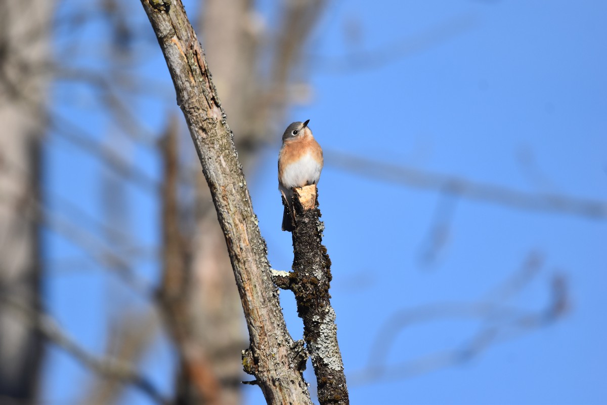 Eastern Bluebird - ML646980009