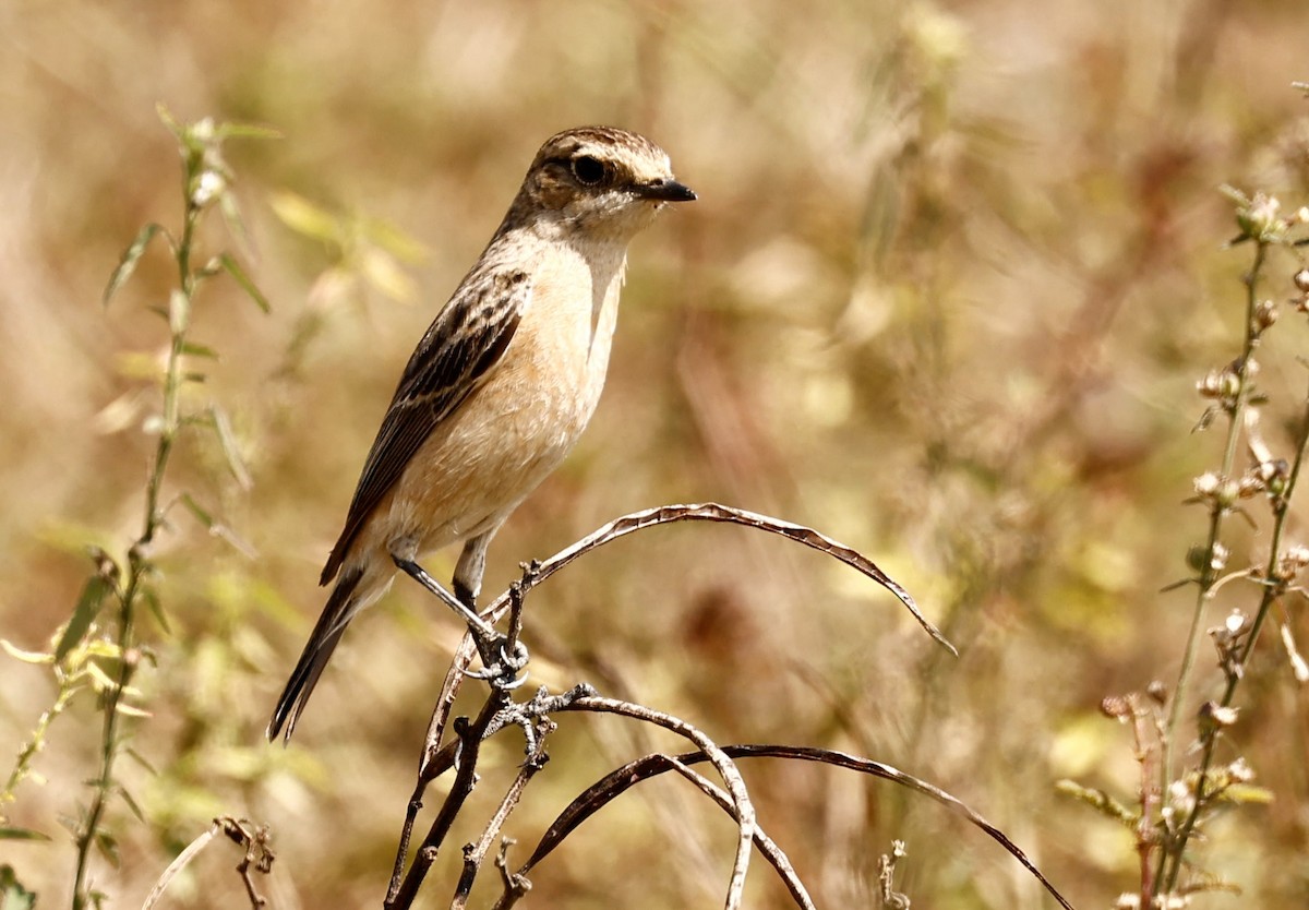Siberian Stonechat - ML646980025