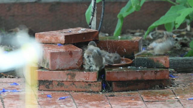 Etxe-txolarrea - ML646980027