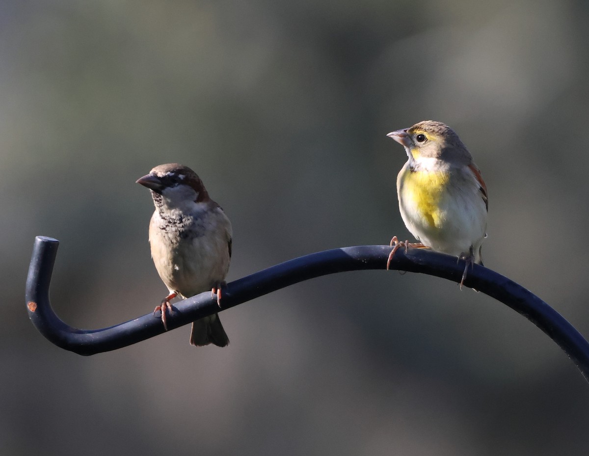 Dickcissel - ML646980031