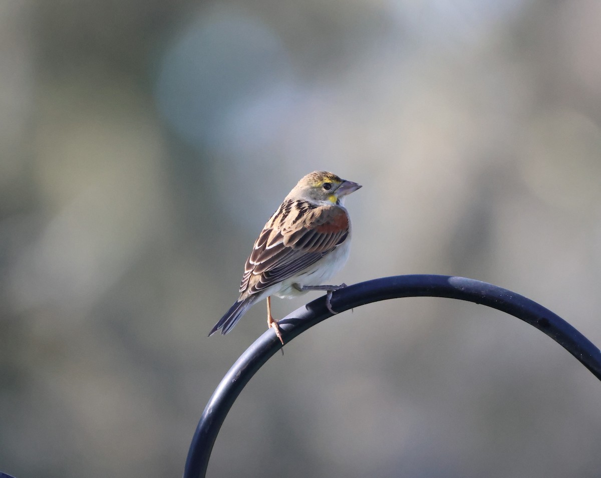 Dickcissel - ML646980032