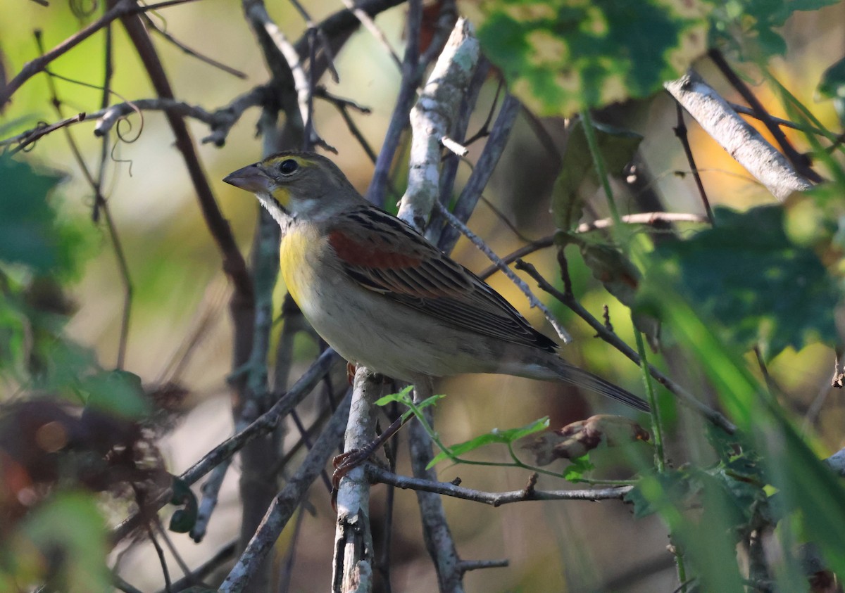 Dickcissel - ML646980033