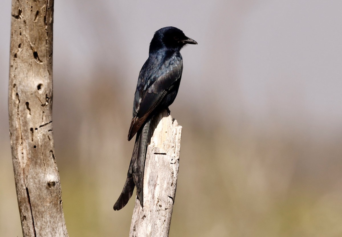 Black Drongo - ML646980036