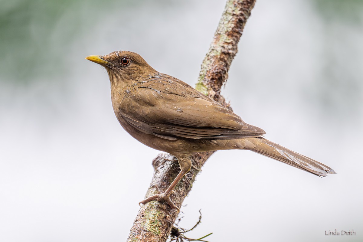 Clay-colored Thrush - ML646980054