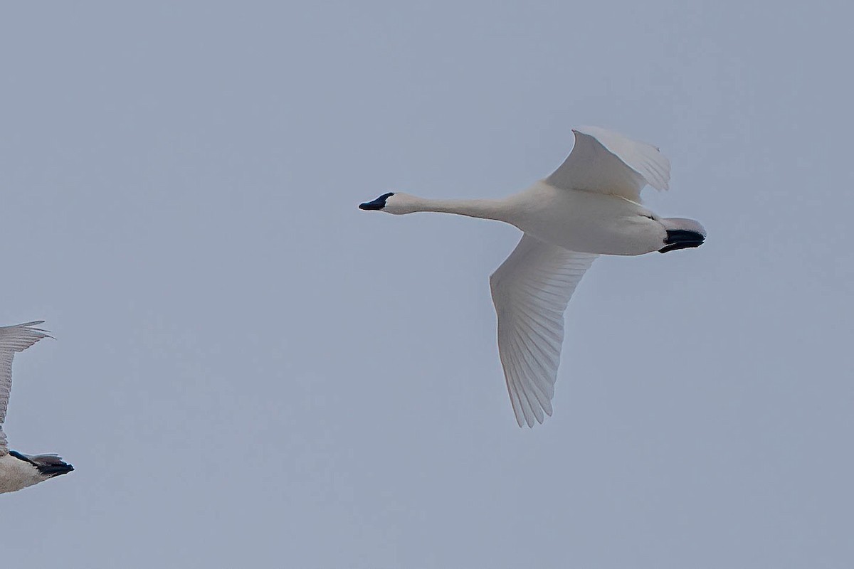 dvergsvane - ML646980055