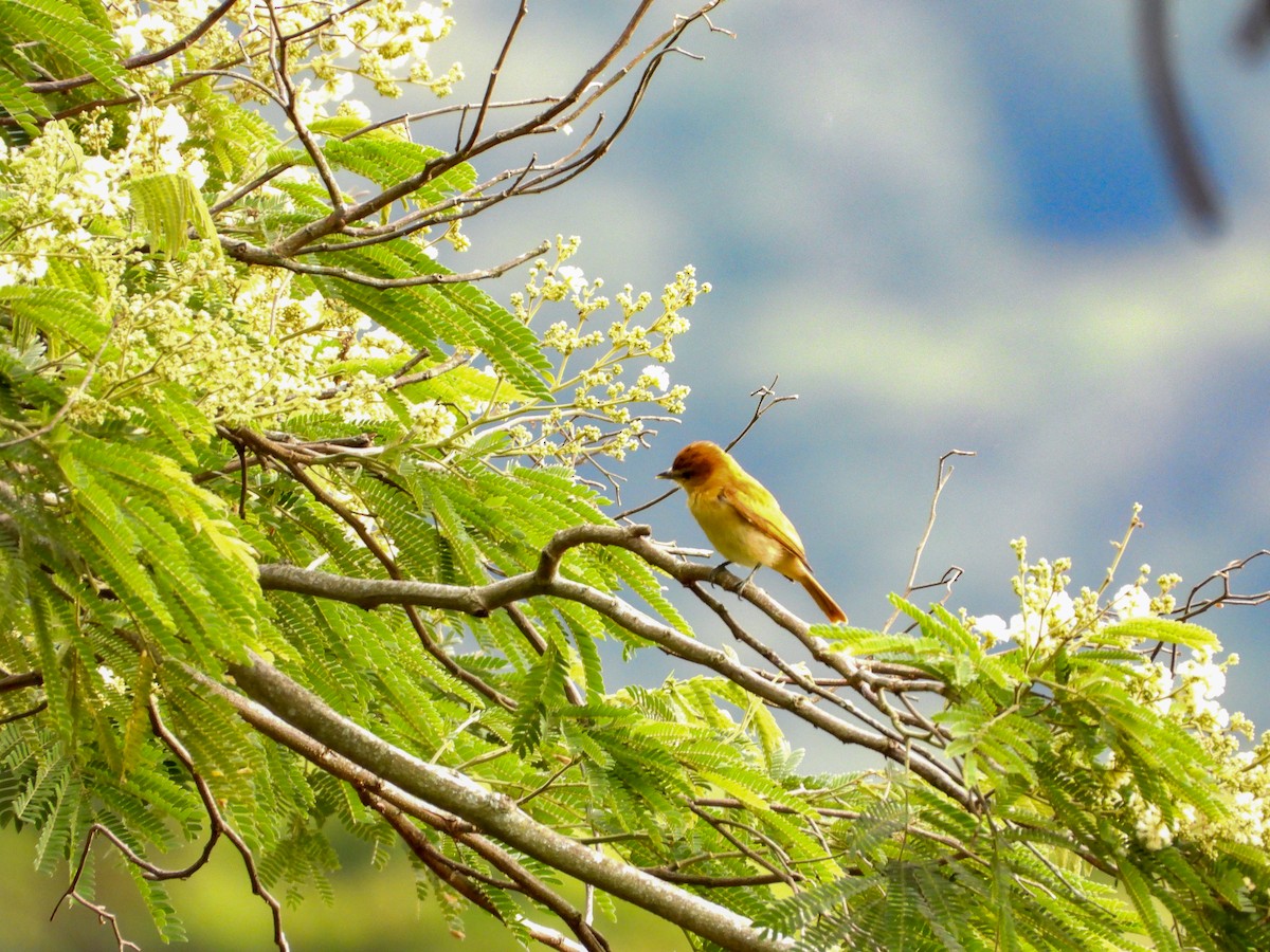 Cinnamon Becard - ML646980057