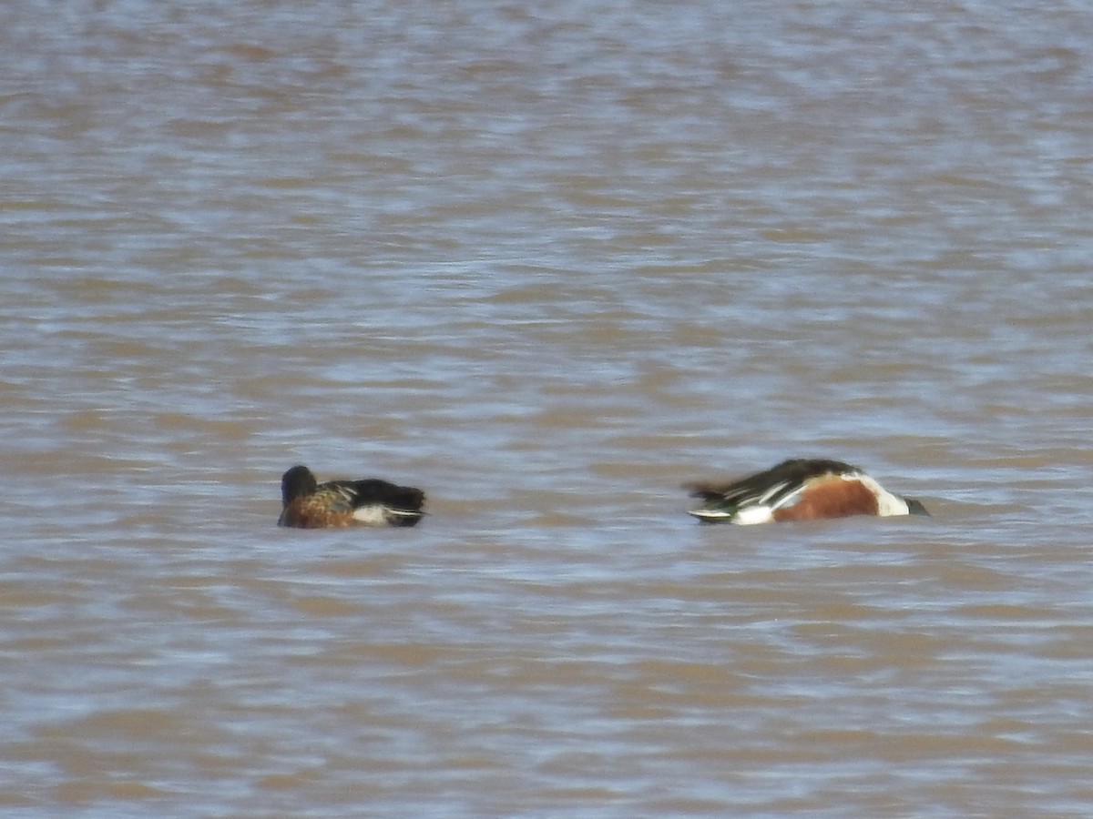 琵嘴鴨 - ML646980058