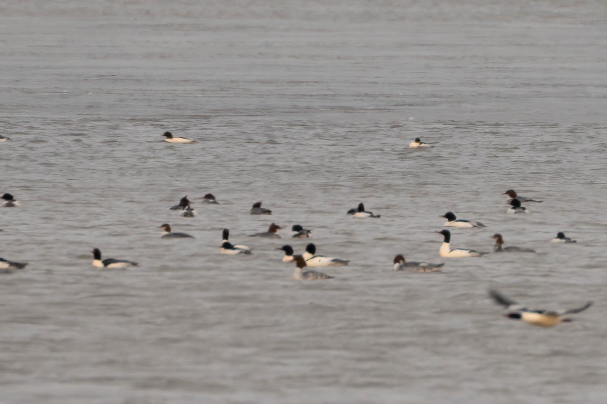 laksand - ML646980059