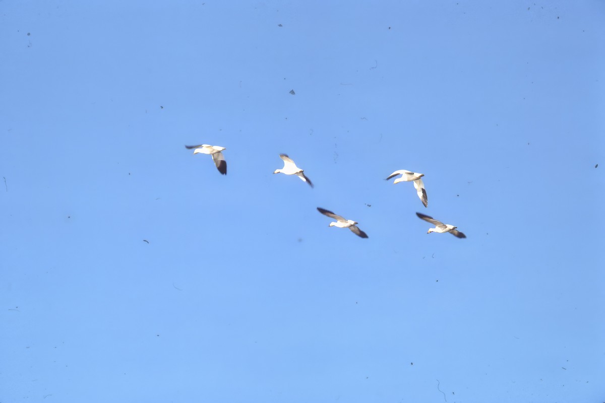 Цасны галуу - ML646980062