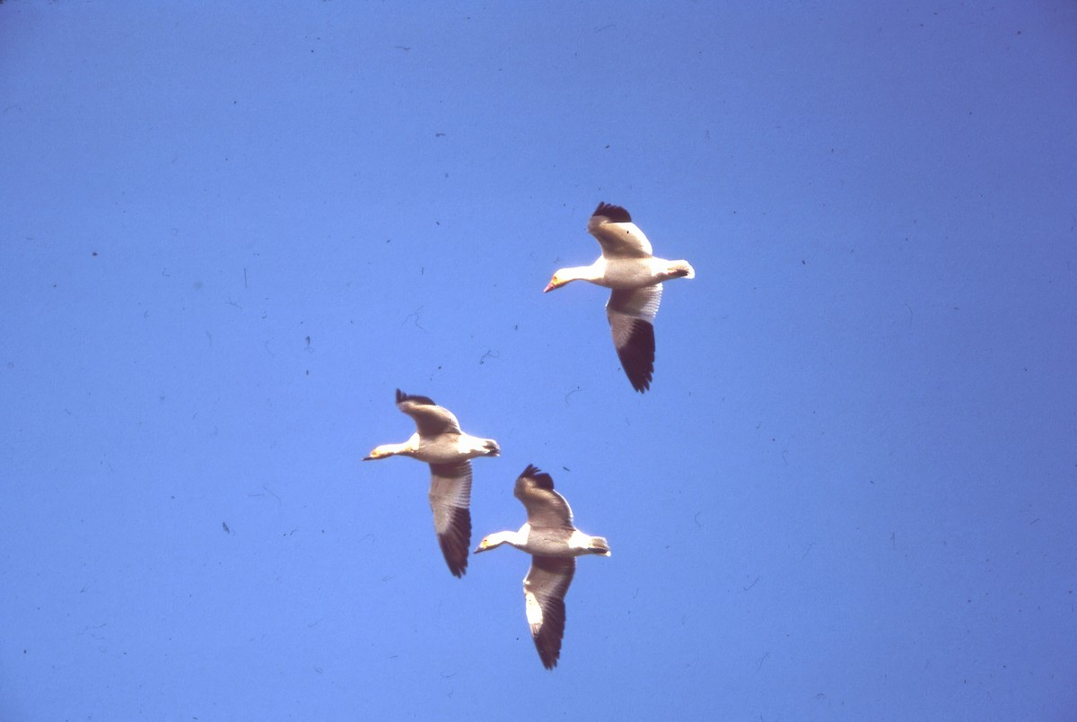 Цасны галуу - ML646980063