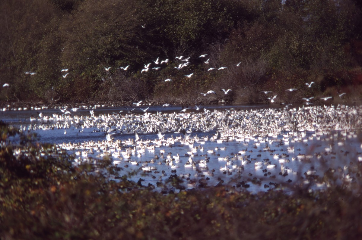 Цасны галуу - ML646980066