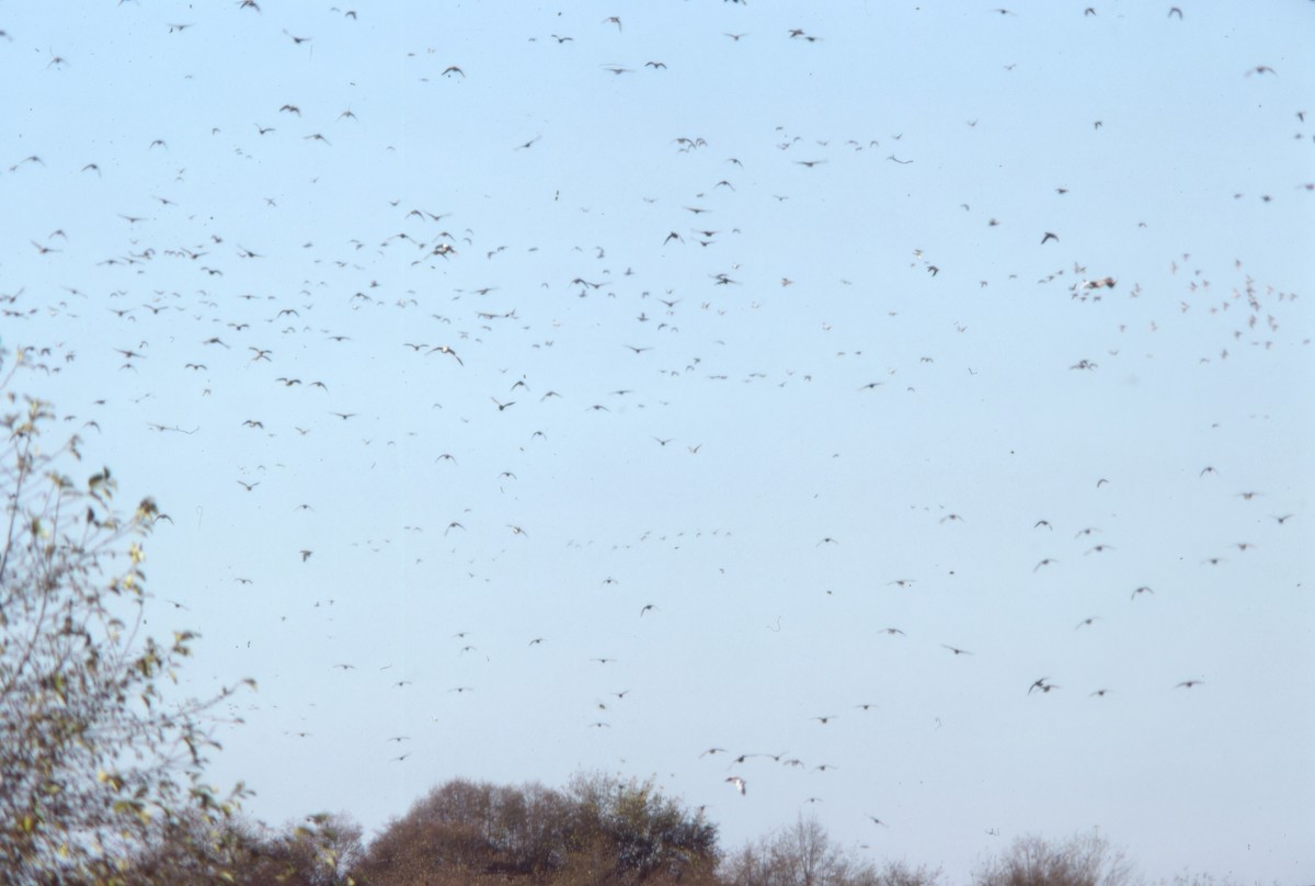 Цасны галуу - ML646980067