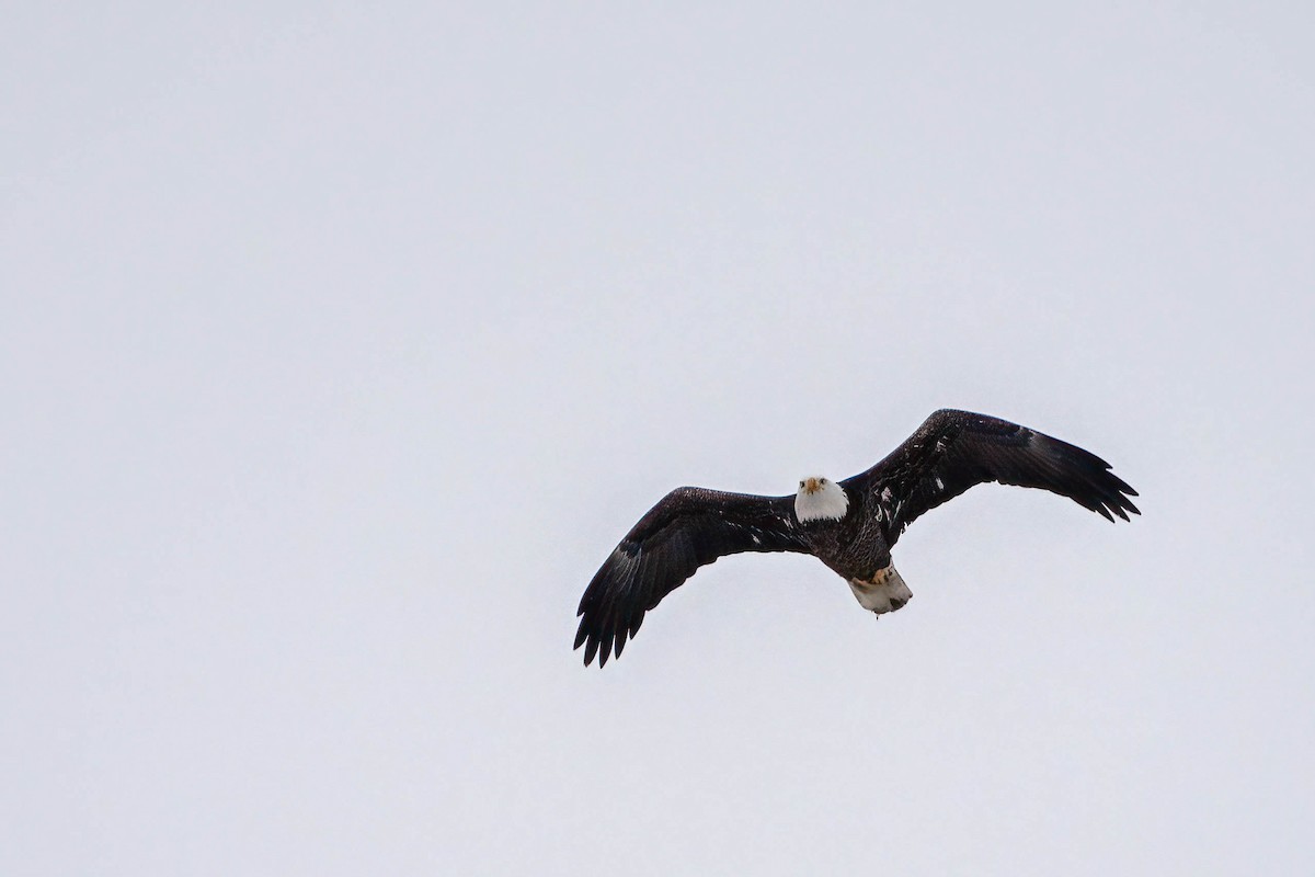 hvithodehavørn - ML646980070