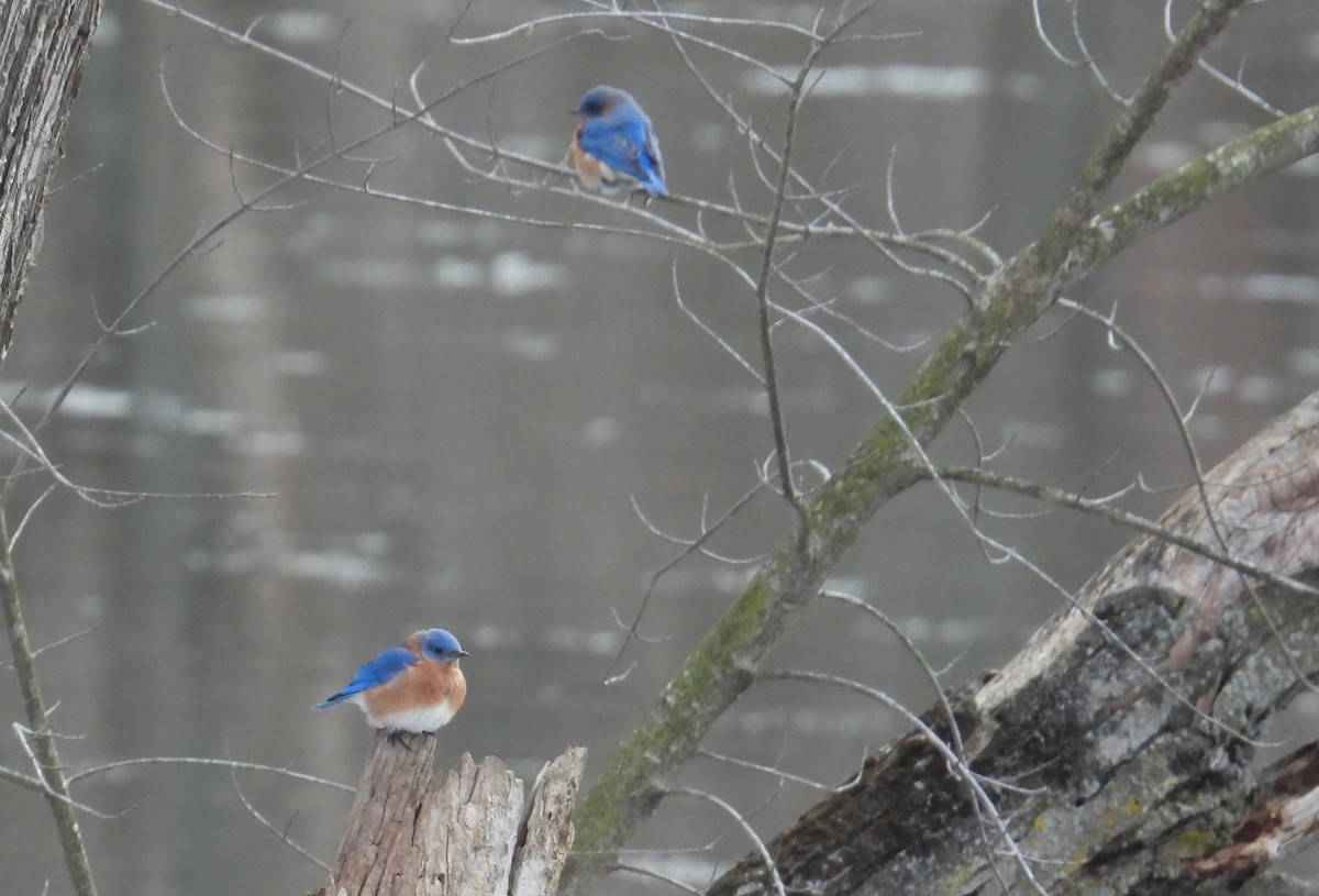 Eastern Bluebird - ML646980073