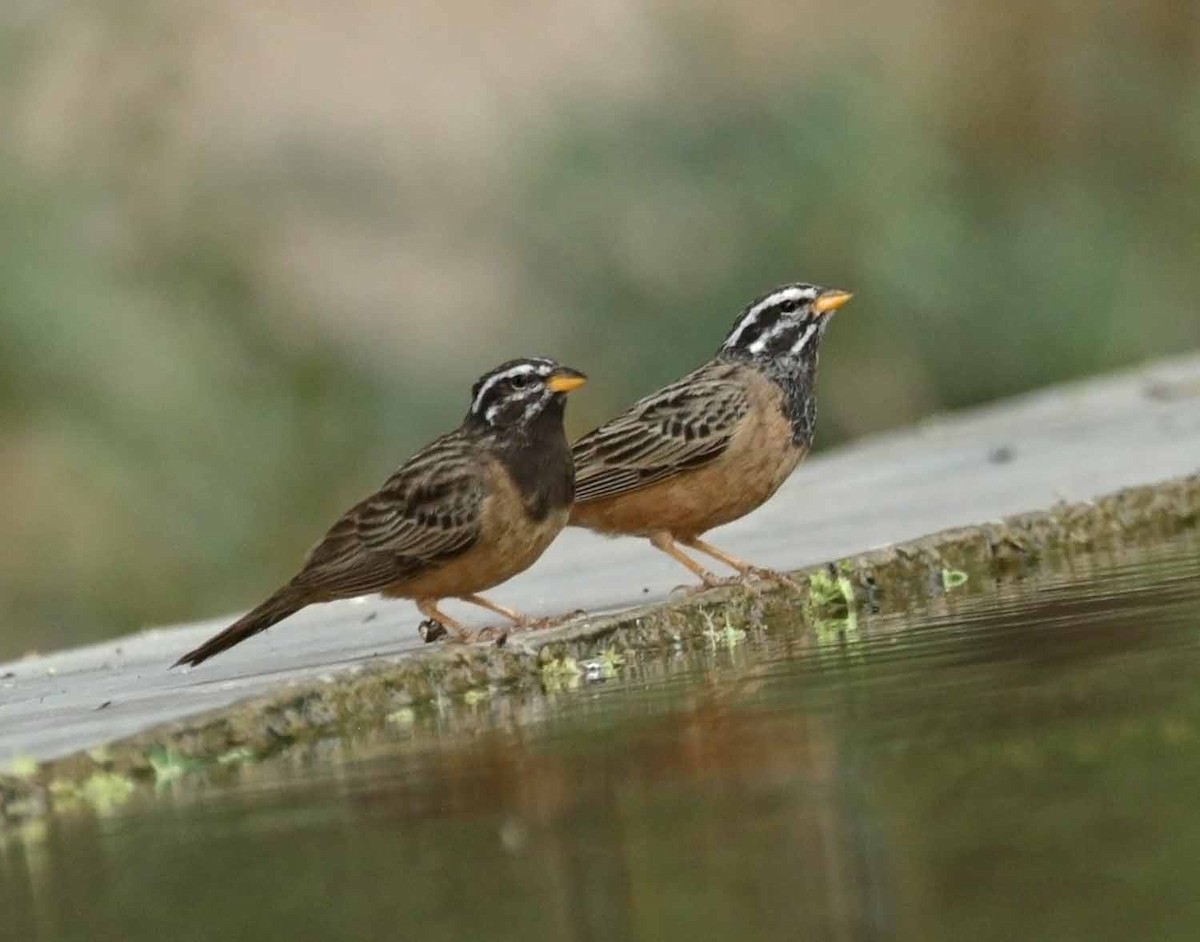 Каштановая овсянка - ML646980078