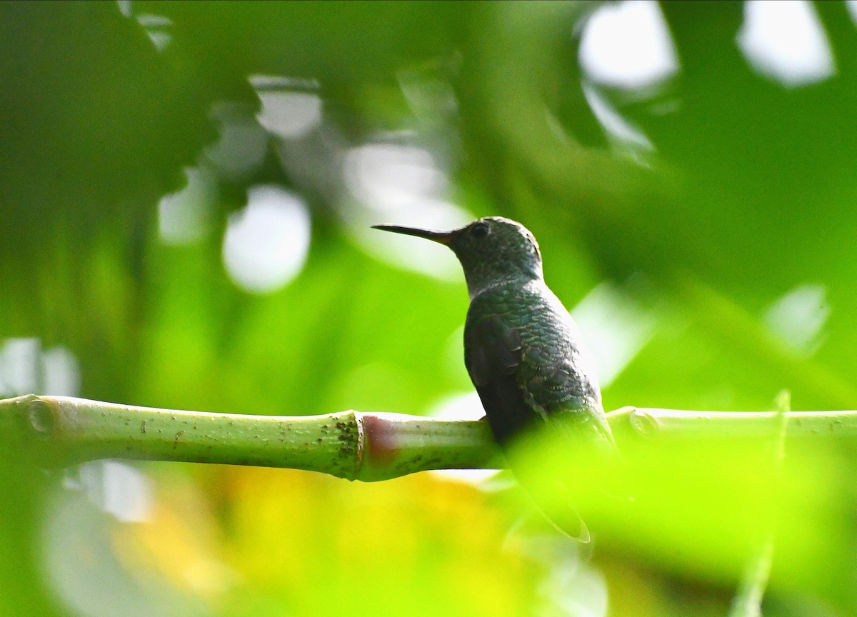 skjellbrystkolibri - ML646980082