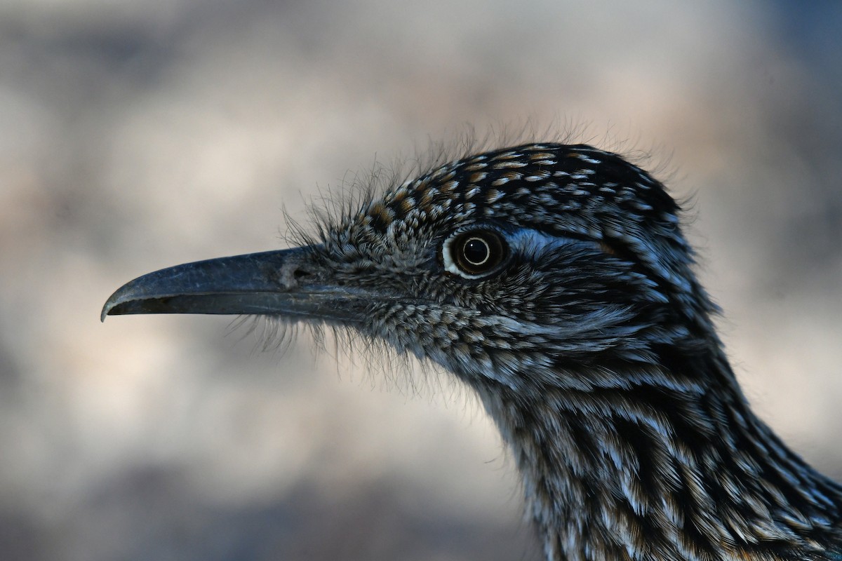 Greater Roadrunner - ML646980088