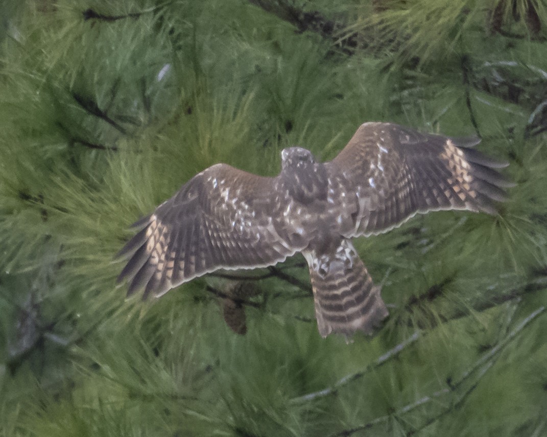 カタアカノスリ - ML646980090