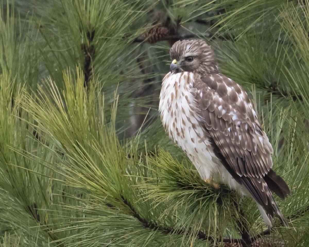 カタアカノスリ - ML646980091