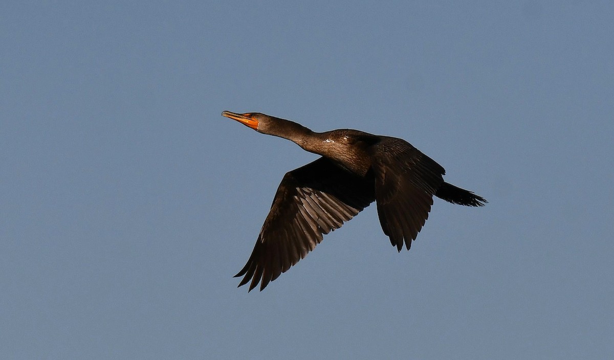 Double-crested Cormorant - ML646980092