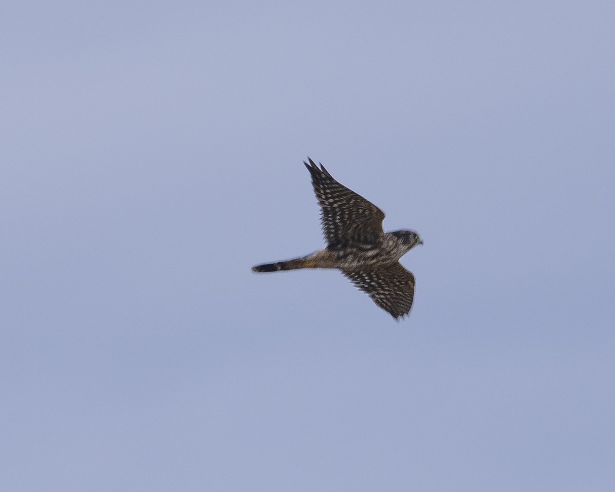 コチョウゲンボウ - ML646980095