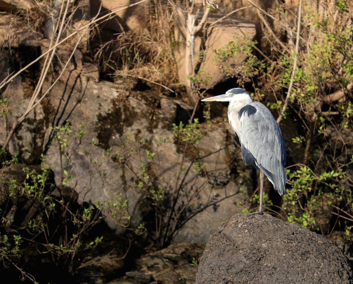 אנפה אפורה - ML646980097