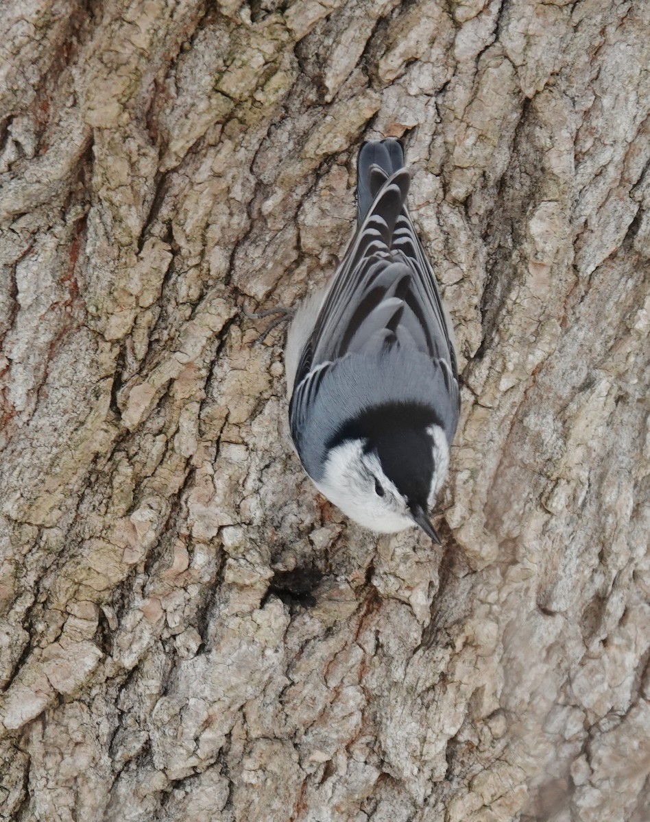Sittelle à poitrine blanche - ML646980101