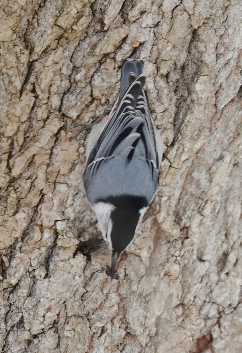 Sittelle à poitrine blanche - ML646980105