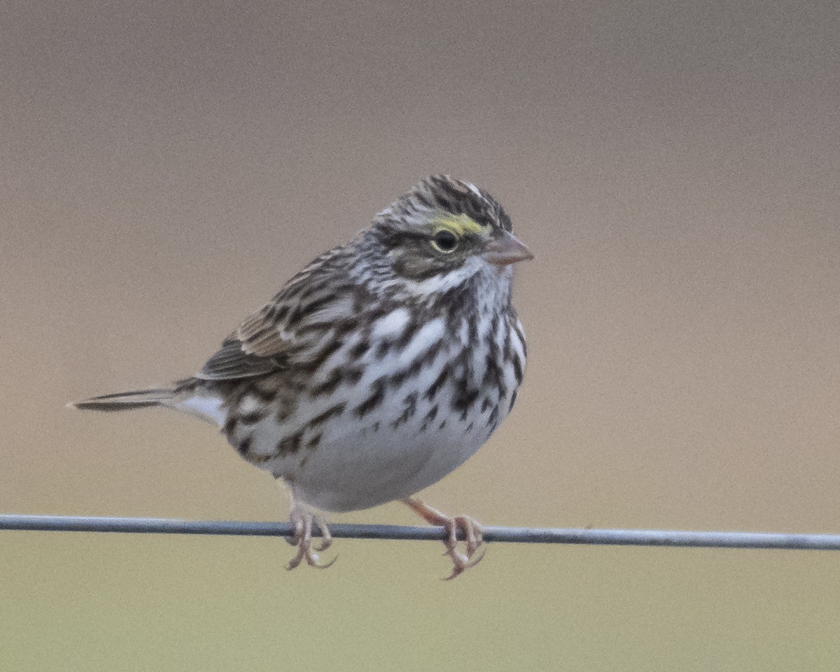 サバンナシトド - ML646980107