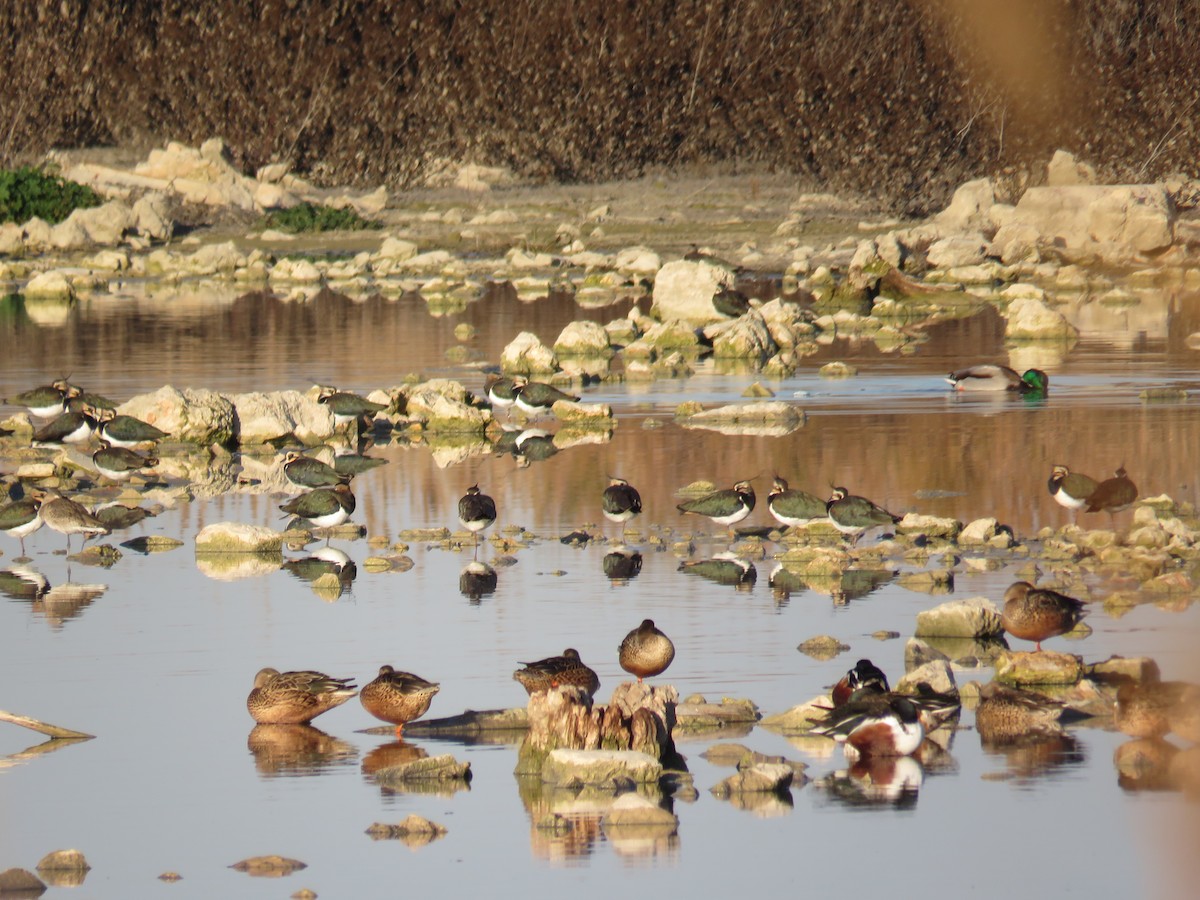 čejka chocholatá - ML646980119