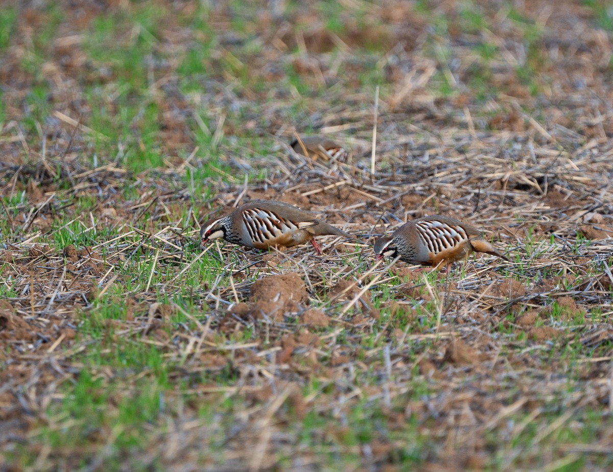 Perdiz Roja - ML646980120
