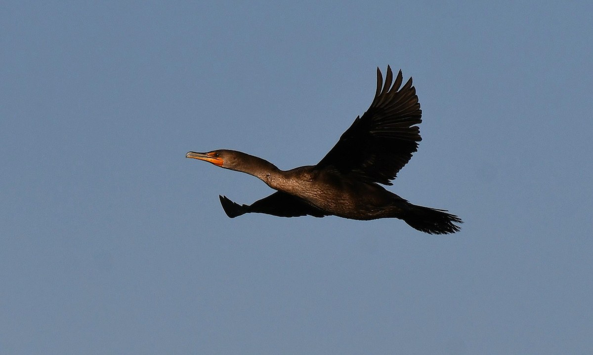 Double-crested Cormorant - ML646980122