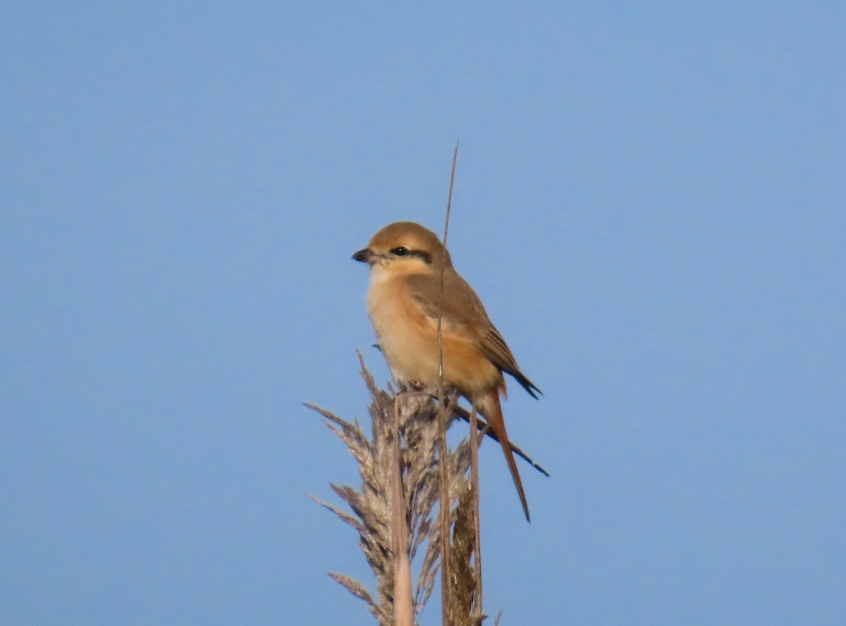 モウコアカモズ - ML646980124