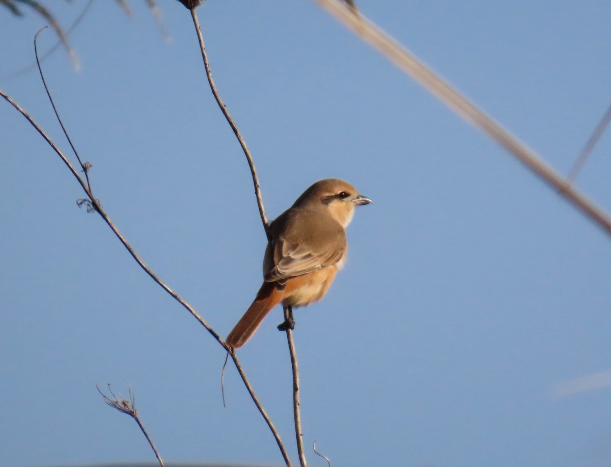 モウコアカモズ - ML646980125