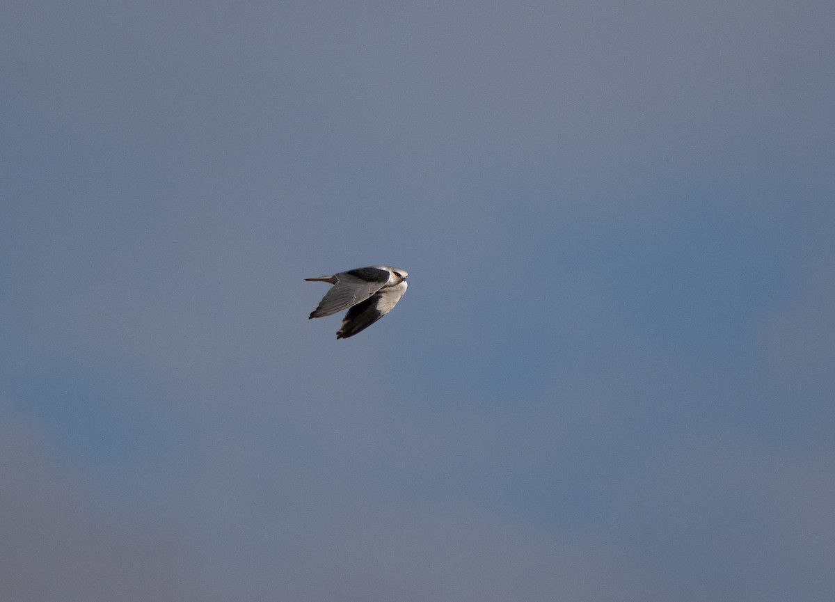 Elanio Común - ML646980134