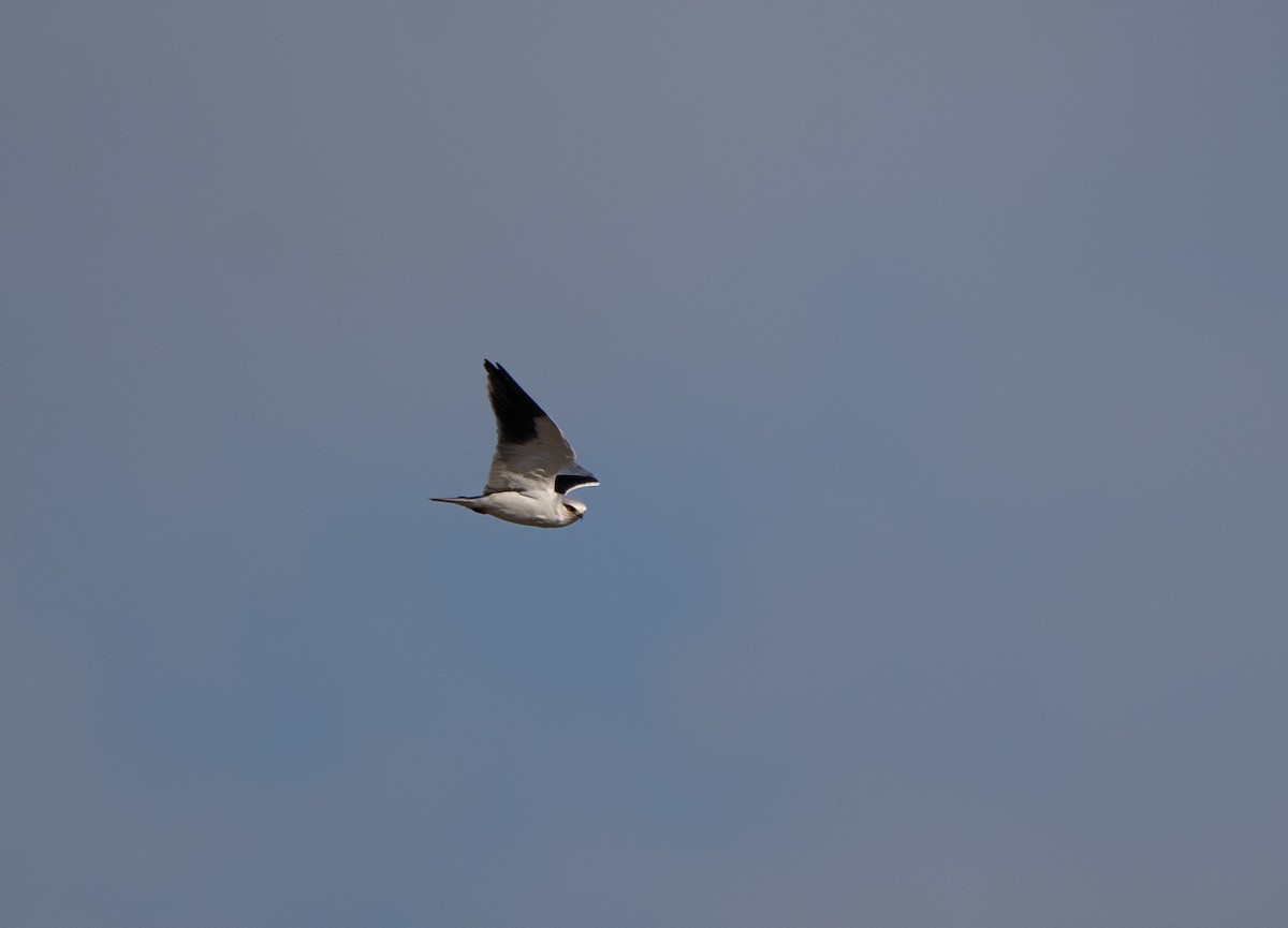 Elanio Común - ML646980135