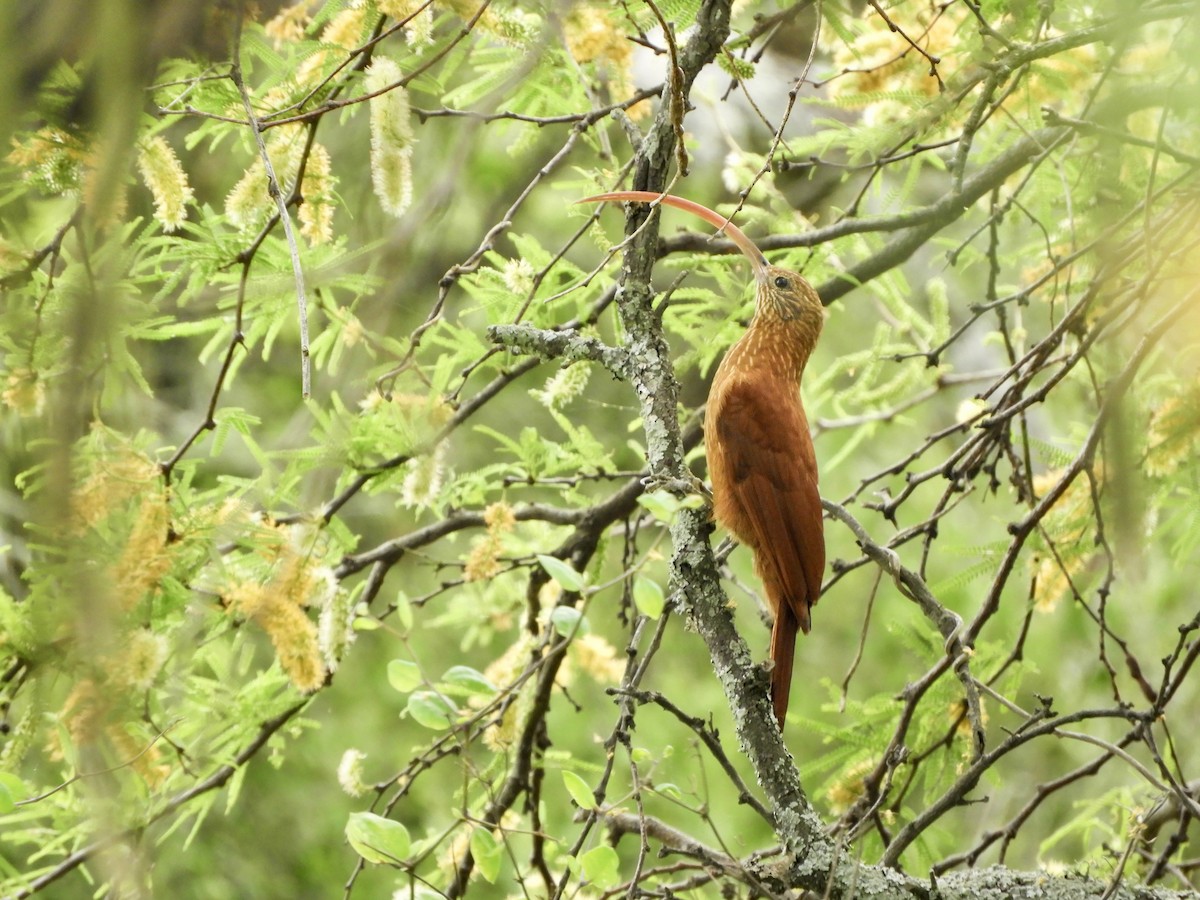Grimpar à bec rouge - ML646980139