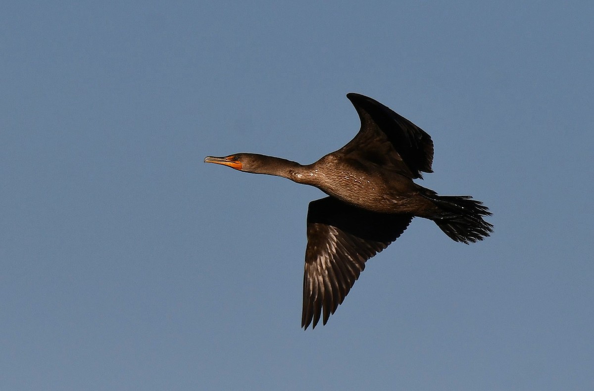 Double-crested Cormorant - ML646980140
