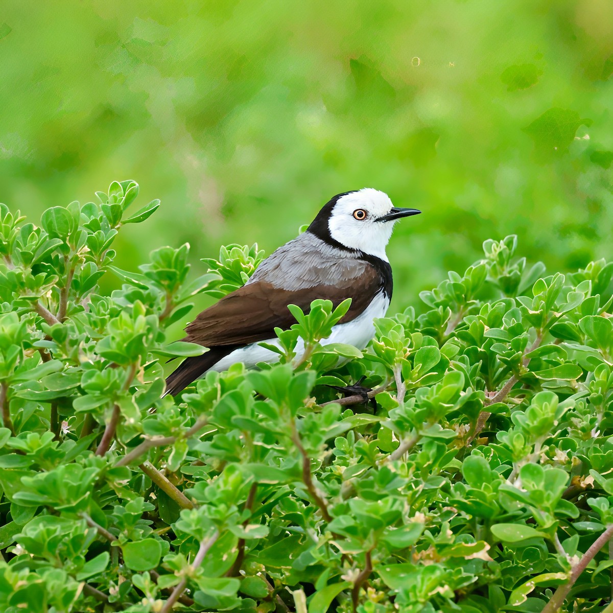 White-fronted Chat - ML646980145