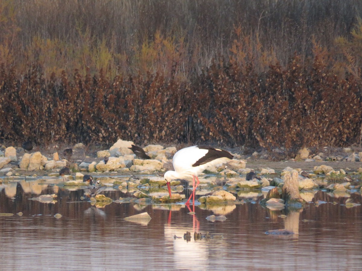 čáp bílý - ML646980149