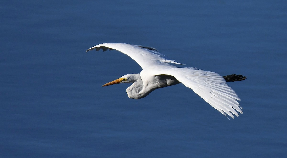 Great Egret - ML646980150