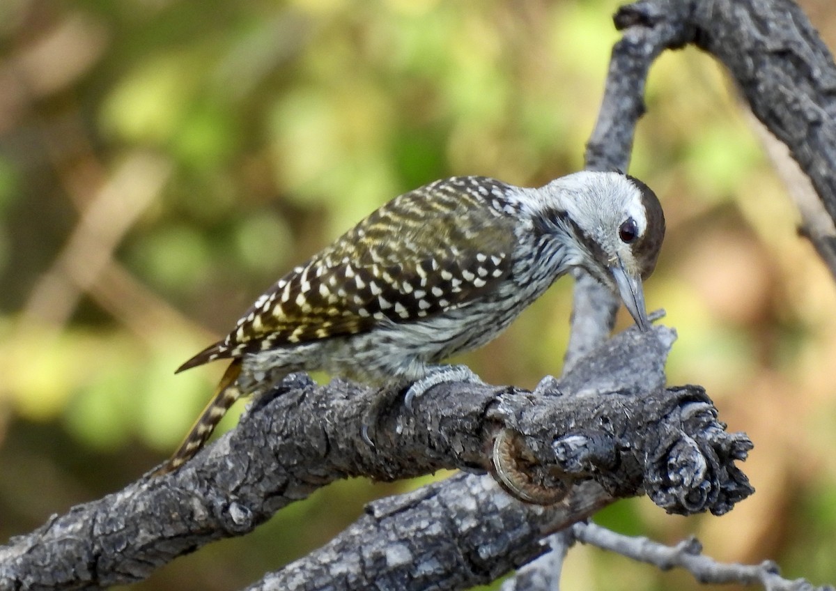 Cardinal Woodpecker - ML646980158