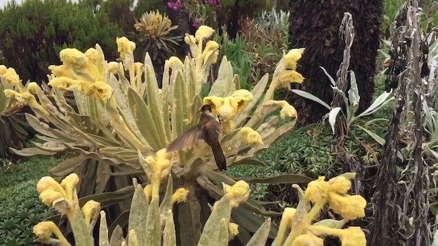 Buffy Helmetcrest - ML646980162