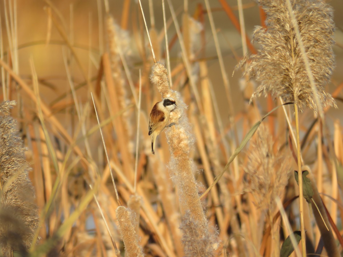 Eurasian Penduline-Tit - ML646980164