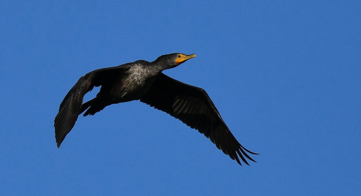 Double-crested Cormorant - ML646980170