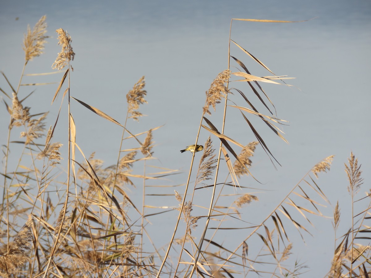 budníček sp. - ML646980183