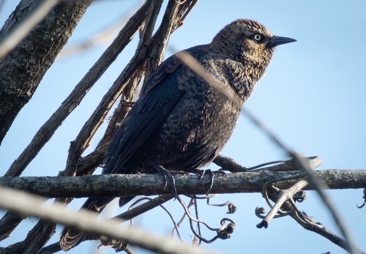 Rusty Blackbird - ML646980185